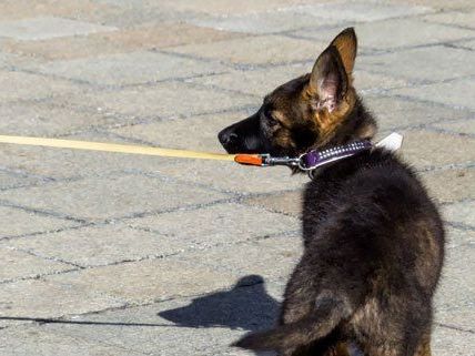 Aufregung um einen entlaufenen Hund in Wien Aufregung um einen entlaufenen Hund in Wien