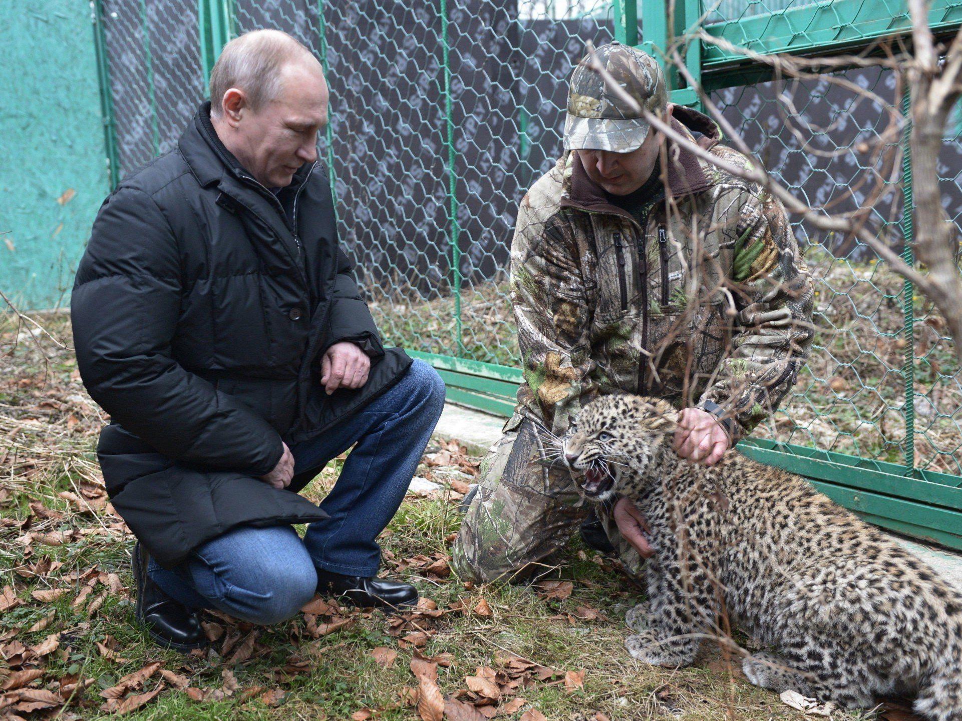 Putin besuchte kaukasischen Leoparden.