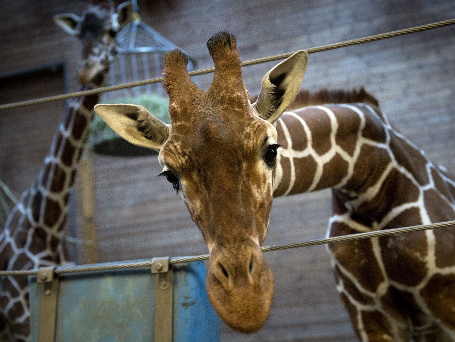 Einem zweiten Giraffenbullen namens Marius droht der Tod. Einem zweiten Giraffenbullen namens Marius droht der Tod.