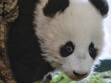 Pandanachwuchs Fu Bao wird am Freitag ein halbes Jahr alt.