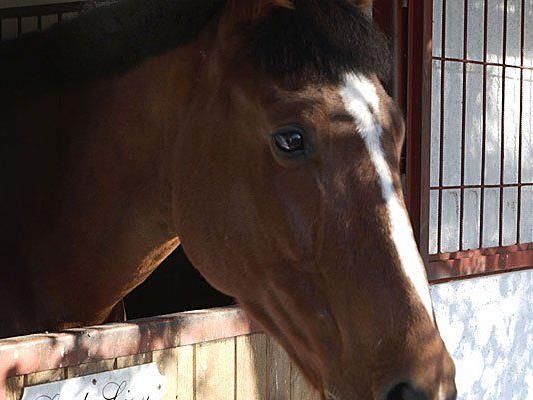 Vier der vergifteten Pferde konnten wieder in ihren Reitstall zurückkehren.