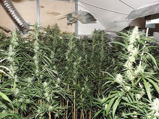 Diese Hanfplantage entdeckten die Beamten Diese Hanfplantage entdeckten die Beamten