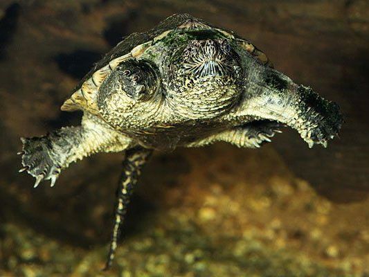 Ein der Südamerikanischen Schnappschildkröte Ein der Südamerikanischen Schnappschildkröte