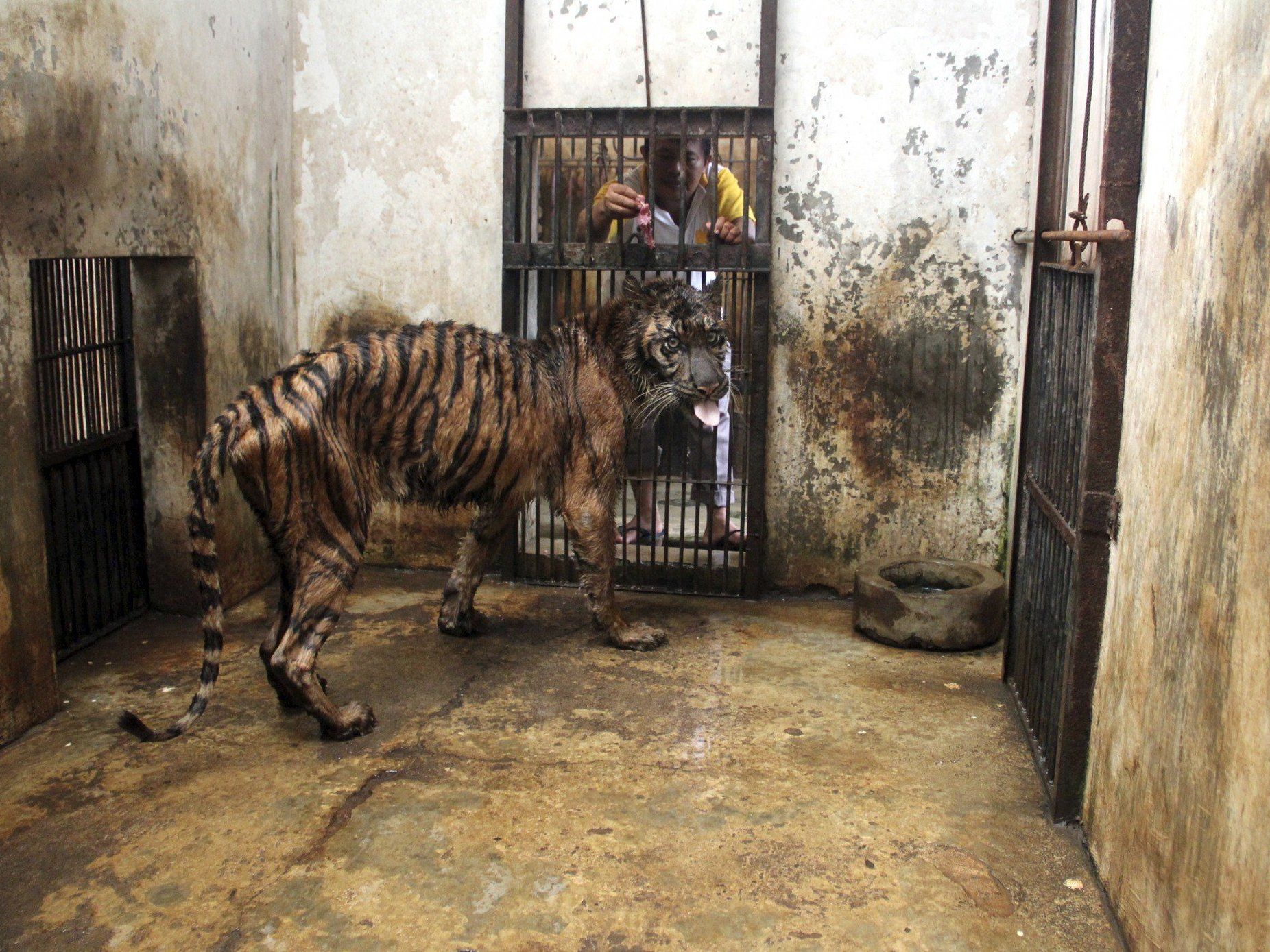 Kranke, unterernährte und verwahrloste Tiere - Tierschützer vermuten Verwaltungschaos und Korruption. Kranke, unterernährte und verwahrloste Tiere - Tierschützer vermuten Verwaltungschaos und Korruption.