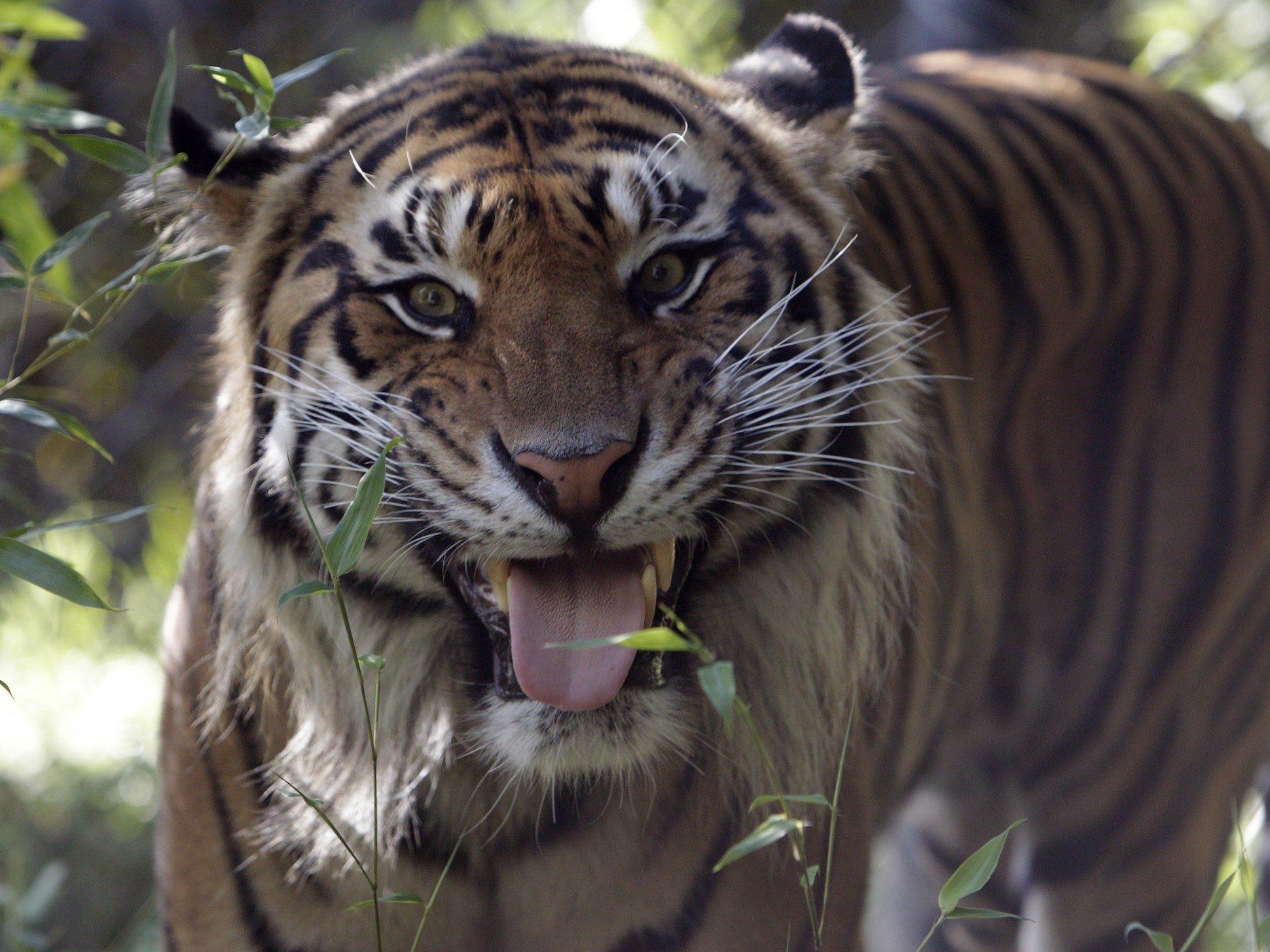 In Indien leben noch 1.700 Tiger.