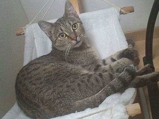 Die hübsche Trixi Die hübsche Trixi