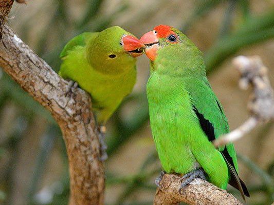 Treue Seelen, nicht nur zum Valentinstag: die Tarantapapageien Treue Seelen, nicht nur zum Valentinstag: die Tarantapapageien