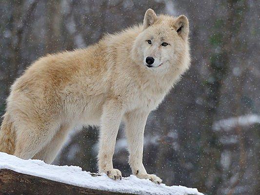 Ihm können Schnee und Eis nichts anhaben: Arktischer Wolf in Schönbrunn