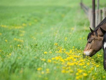 Zehn Pferde sind im Burgenland offenbar vergiftet worden.