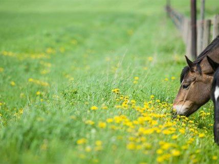 Zehn Pferde sind im Burgenland offenbar vergiftet worden. Zehn Pferde sind im Burgenland offenbar vergiftet worden.