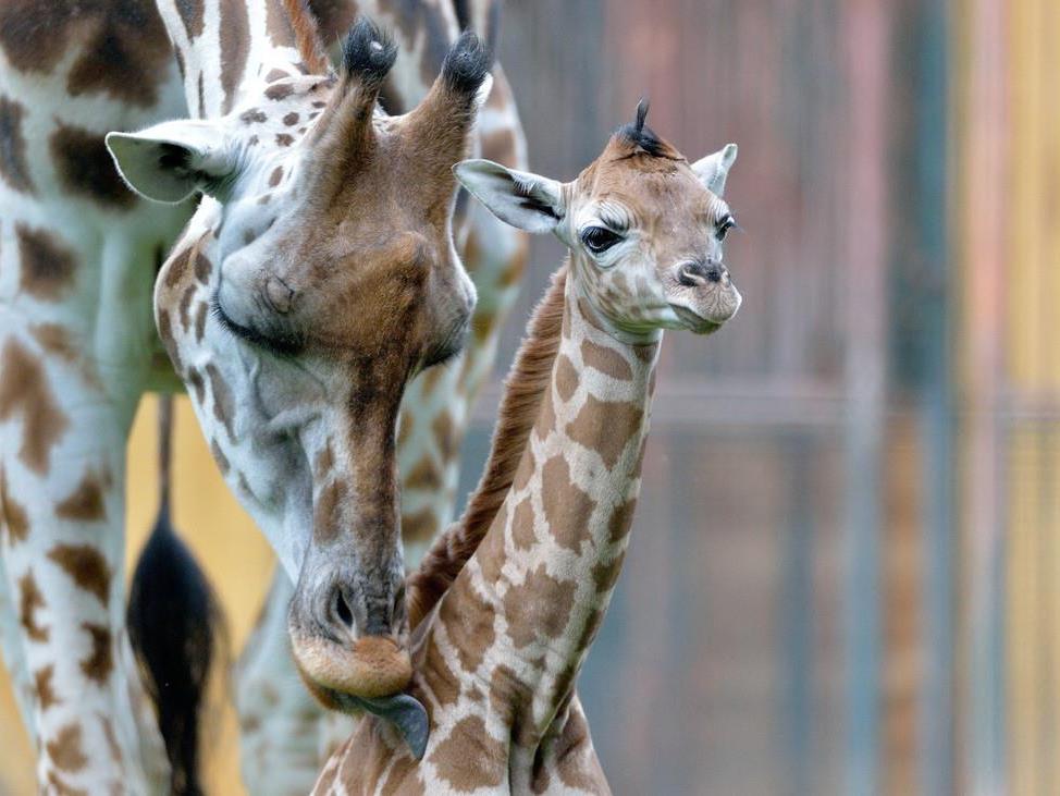 Auch Wiener Giraffe "Todeskandidat" - Zoo dementiert