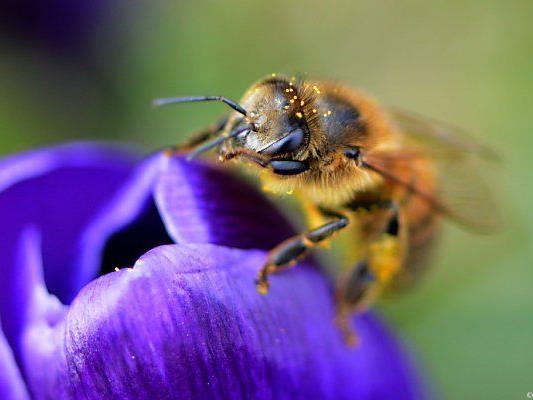 Zahl der Bienenvölker soll erhöht werden
