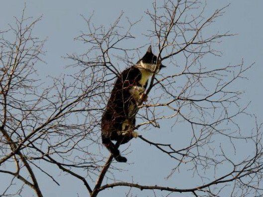 Wiener Feuerwehrmann rettete Kater "Baby" aus luftiger Höhe Wiener Feuerwehrmann rettete Kater "Baby" aus luftiger Höhe