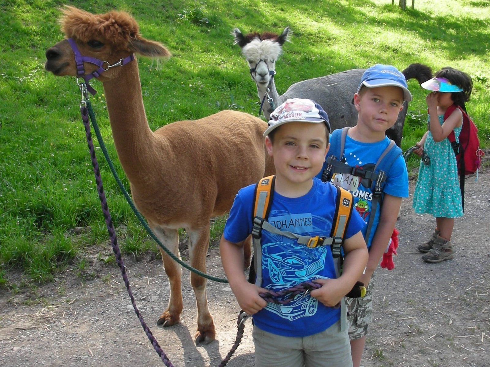 Gemeinsam mit Lamas und Alpacas übernehmen die Kinder Verantwortung für die Tiere Gemeinsam mit Lamas und Alpacas übernehmen die Kinder Verantwortung für die Tiere