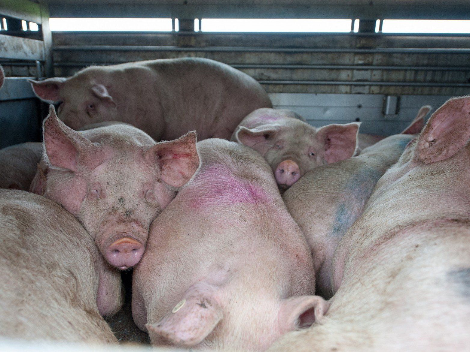 Schwere Mängel bei Tiertransporten in Oberösterreich entdeckt. Schwere Mängel bei Tiertransporten in Oberösterreich entdeckt.