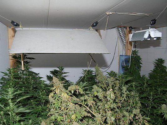 In Fünfhaus wurde eine große Cannabis-Plantage entdeckt