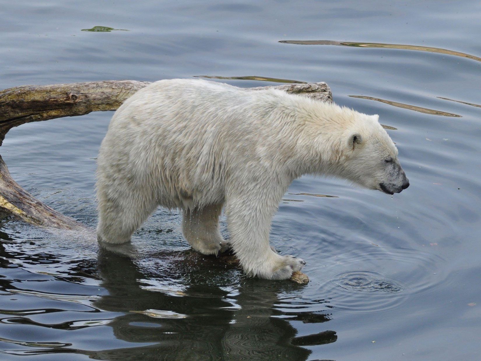 Das Weibchen namens Lynn (Bild) kommt aus dem Zoo Rhenen in den Niederlanden. Das Weibchen namens Lynn (Bild) kommt aus dem Zoo Rhenen in den Niederlanden.