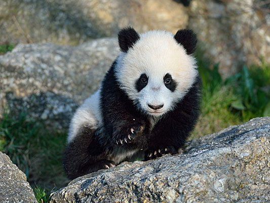 Klein Fu Bao erkundet, was es draußen so zu entdecken gibt