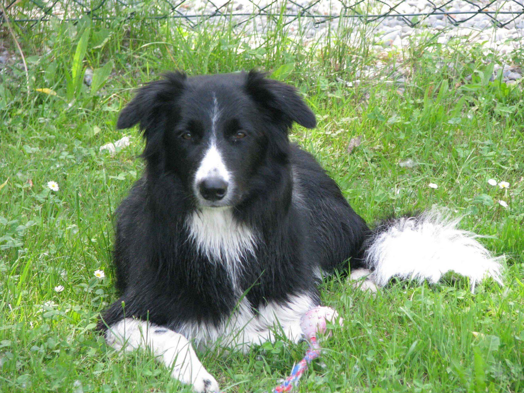 Der Winterschlaf ist vorbei – der Hundesportverein Nüziders startet heute Samstag, 8.März, wieder in die Frühjahrssaison. Der Winterschlaf ist vorbei – der Hundesportverein Nüziders startet heute Samstag, 8.März, wieder in die Frühjahrssaison.