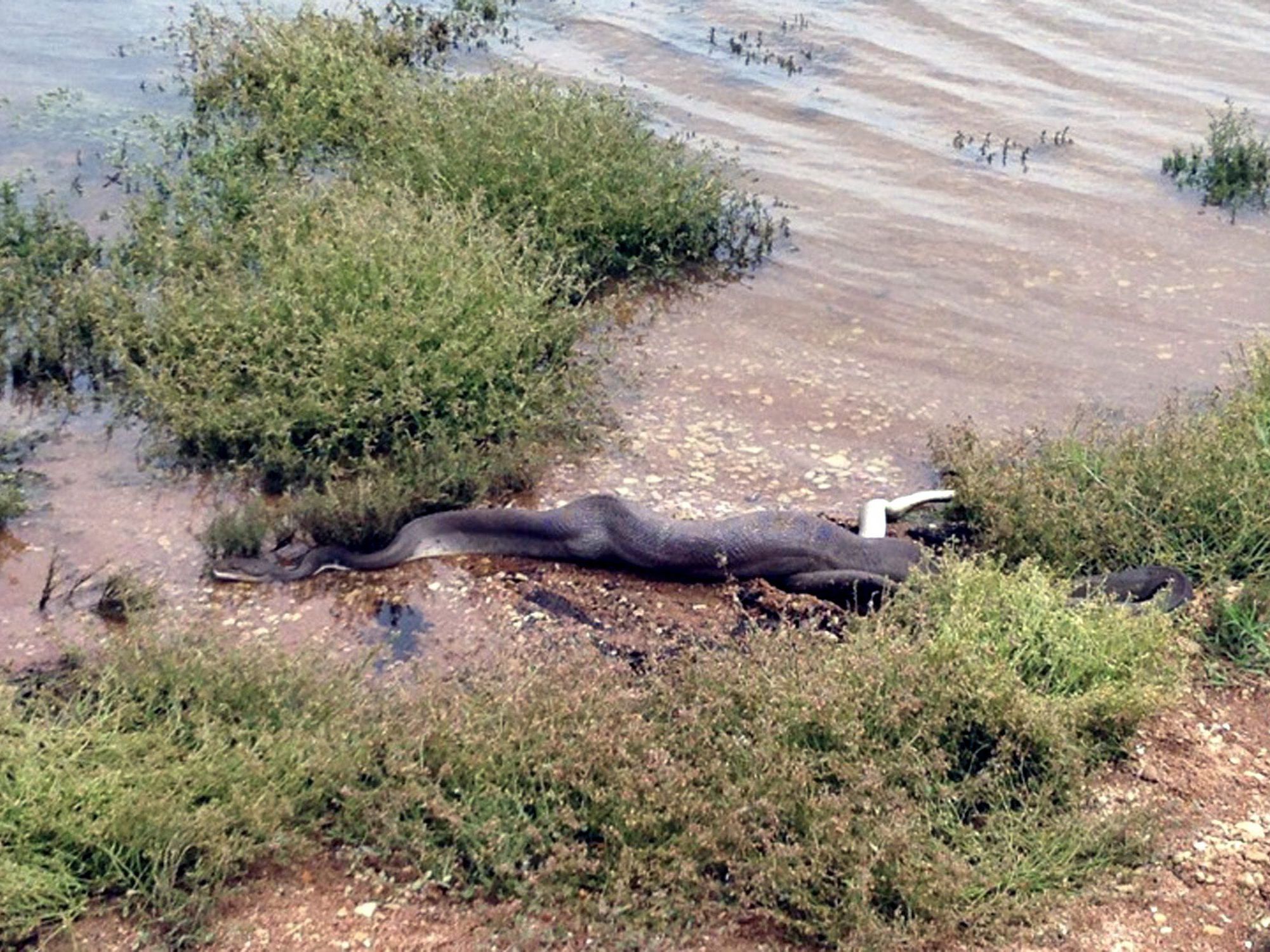 Ein ganzes Krokodil im Bauch: Nun wird ein paar Wochen verdaut Ein ganzes Krokodil im Bauch: Nun wird ein paar Wochen verdaut