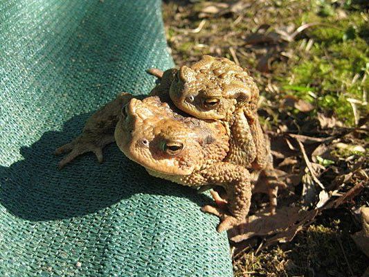 Die Kröten wandern wieder - und bedürfen unseres Schutzes Die Kröten wandern wieder - und bedürfen unseres Schutzes