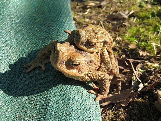 Die Kröten wandern wieder - und bedürfen unseres Schutzes