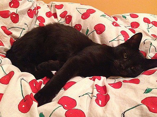 Das ist Shadow Das ist Shadow