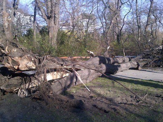 Ein vom Sturm entwurzelter Baum im Wiener Stadtpark