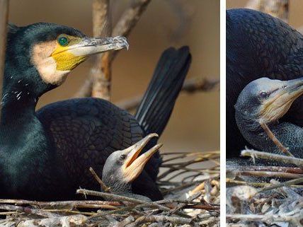 Die Lieblingsmahlzeit der kleinen Kormoran-Küken ist Fisch. Die Lieblingsmahlzeit der kleinen Kormoran-Küken ist Fisch.
