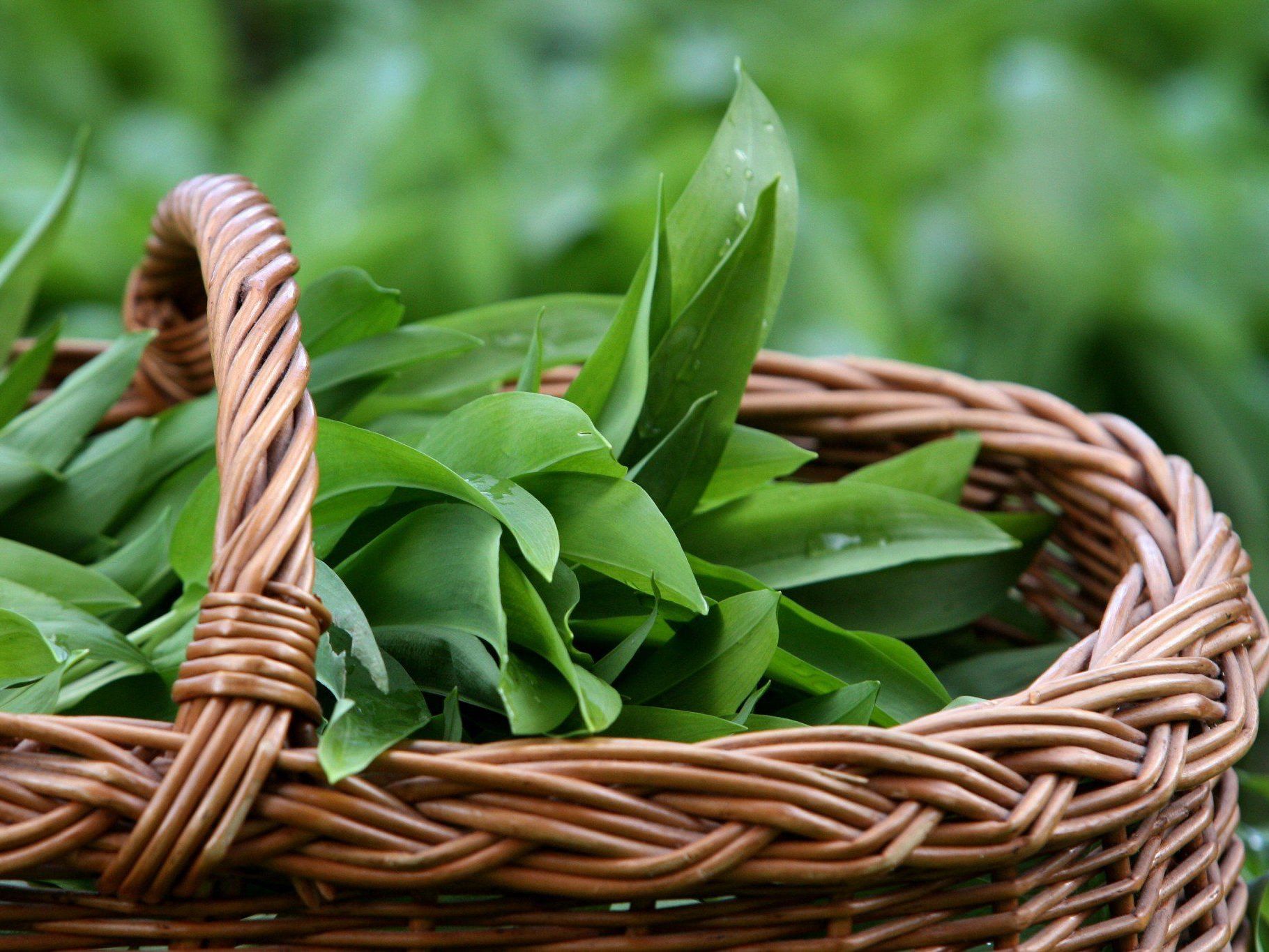 Bärlauch: Giftige Maiglöckchen und Herbstzeitlose haben täuschend ähnliche Blätter Bärlauch: Giftige Maiglöckchen und Herbstzeitlose haben täuschend ähnliche Blätter