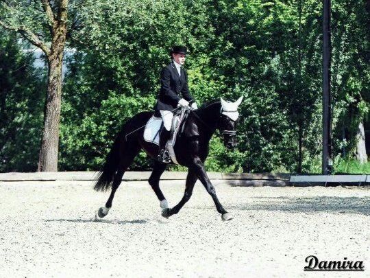 In Klaus beginnt der Saisonstart im Dressur Reiten. In Klaus beginnt der Saisonstart im Dressur Reiten.