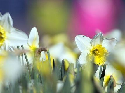 Erste Frühlingsboten täuschen: Am Wochenende kühlt es deutlich ab. Erste Frühlingsboten täuschen: Am Wochenende kühlt es deutlich ab.