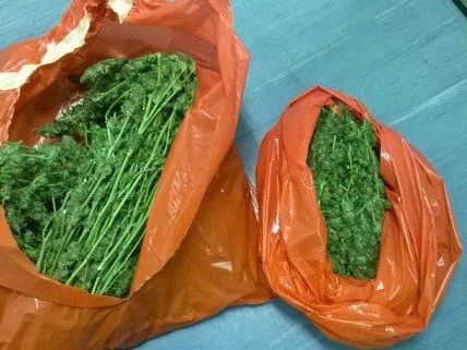 Zehn solcher Plastiksäcke gefüllt mit Marihuana wurden sichergestellt. Zehn solcher Plastiksäcke gefüllt mit Marihuana wurden sichergestellt.