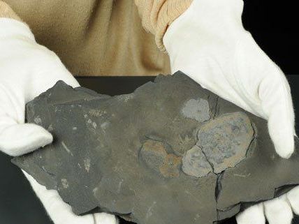 Das NHM zeigt die ältesten Fossilien vielzelligen Lebens. Das NHM zeigt die ältesten Fossilien vielzelligen Lebens.