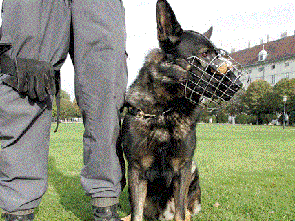 Polizeihunde wurden bei der Suche nach Karin G. eingesetzt.