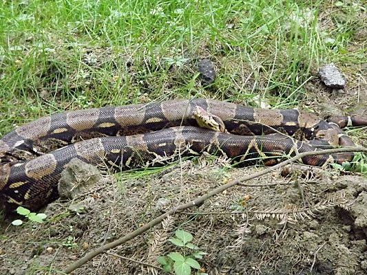 Spezialist fing die Python ein Spezialist fing die Python ein