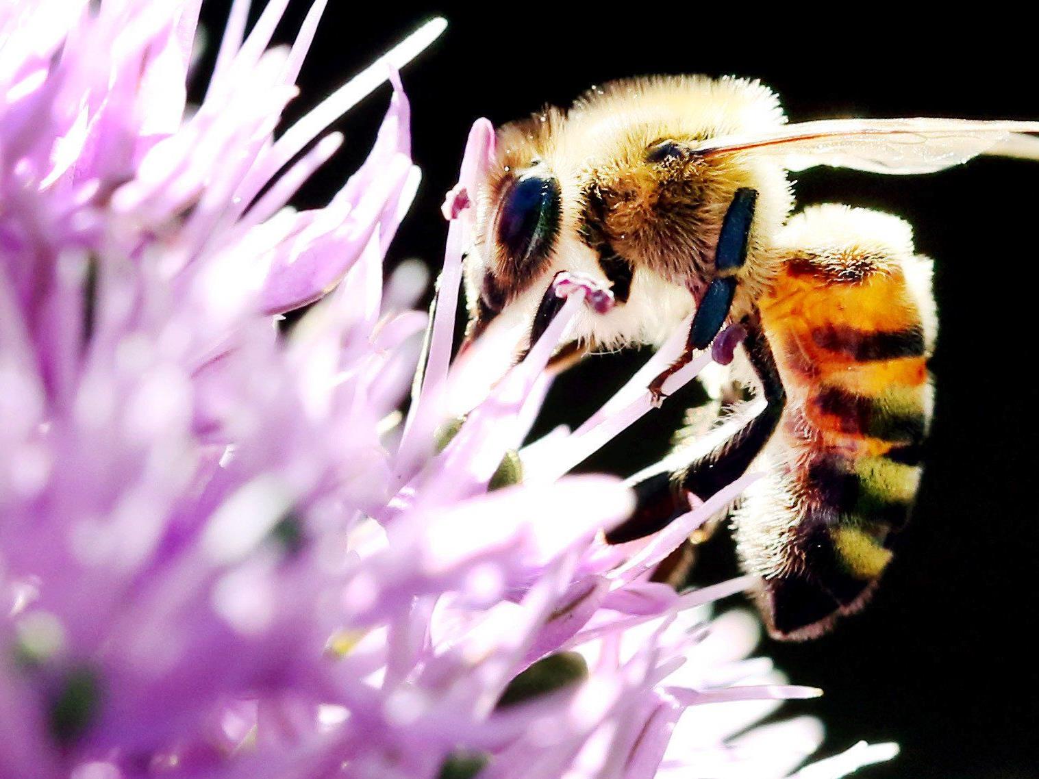 Greenpeace: Gartenpflanzen mit bienenschädlichen Pestiziden belastet
