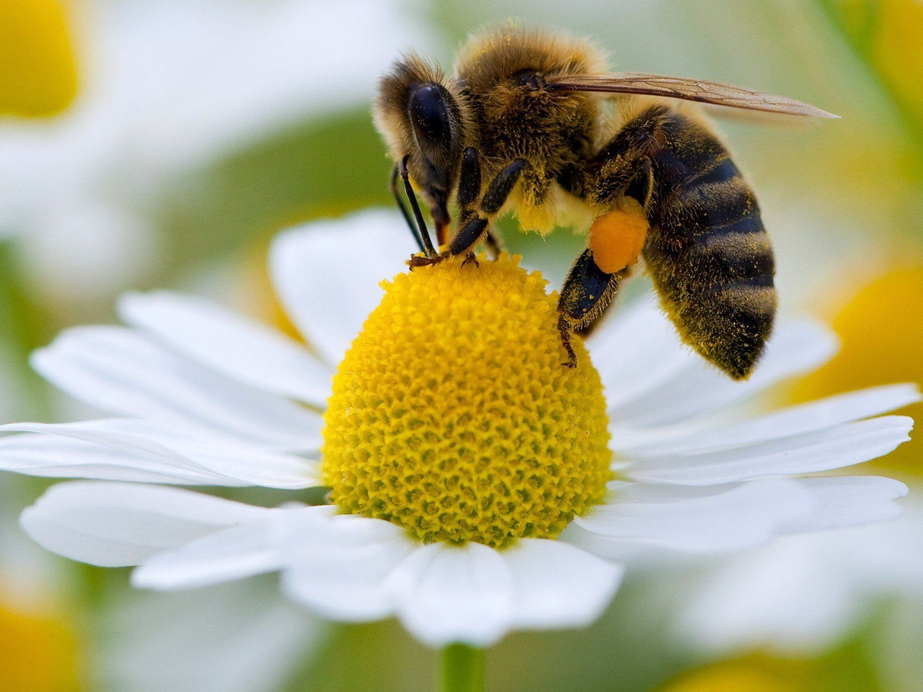 In Wien wurden auf den Friedhöfen zahlreiche Bienenstöcke zerstört.