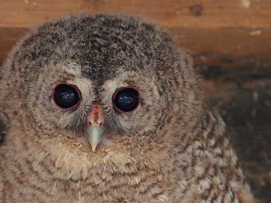 Eines der gefundenen Käuzchen