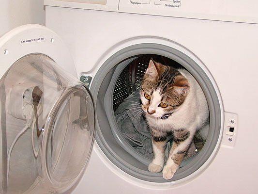 Bei einem Wohnungsbrand in Krems hatte sich eine Katze in die Waschmaschine geflüchtet