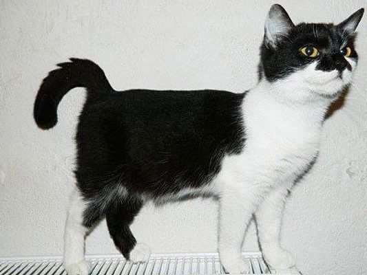 Das ist Kitty Das ist Kitty