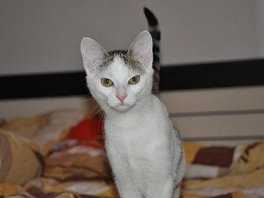 Das ist Mira Das ist Mira