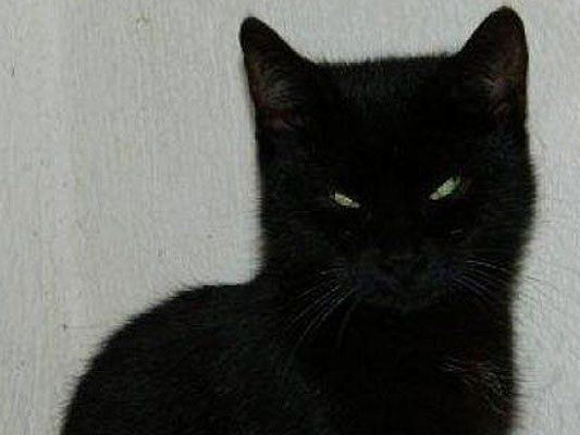 Das ist Negra Das ist Negra