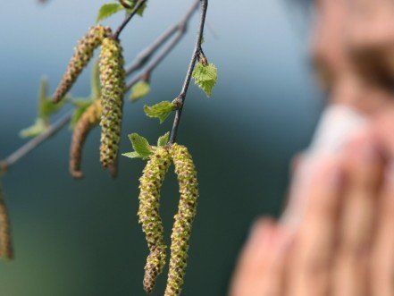 Pollen-Saison 2014 startet früher Pollen-Saison 2014 startet früher