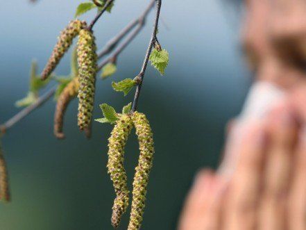 Pollen-Saison 2014 startet früher