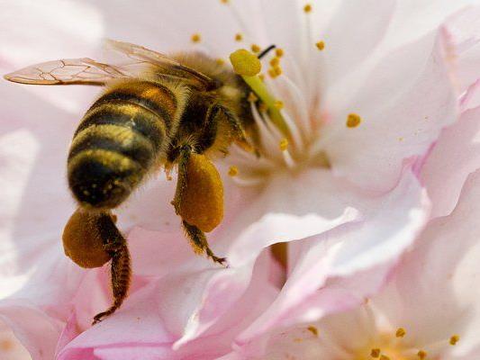 Der von Bienen gesammelte Blütenstaub kann gefährliche Chemikalien enthalten.
