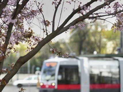 Die neue Bimlinie könnte eine Verbindung zwischen U1 und U6 werden. Die neue Bimlinie könnte eine Verbindung zwischen U1 und U6 werden.