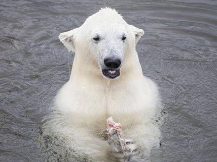 Eisbärenmännchen Ranzo wird bald übersiedeln.