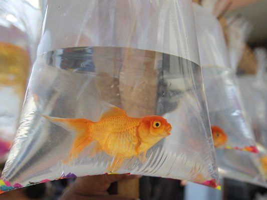 Während eines Trinkspiels verschluckte ein 22-jähriger Brite einen Goldfisch. Während eines Trinkspiels verschluckte ein 22-jähriger Brite einen Goldfisch.