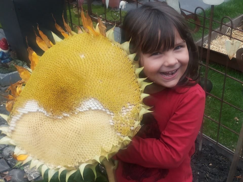 Kommenden Samstag werden Sonneblumen und Stangenbohnen gesäet am Kirchplatz in Lustenau Kommenden Samstag werden Sonneblumen und Stangenbohnen gesäet am Kirchplatz in Lustenau